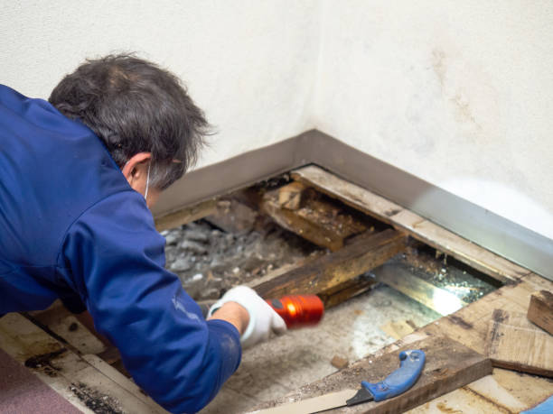 Office Mold Removal Services in Duenweg, MO
