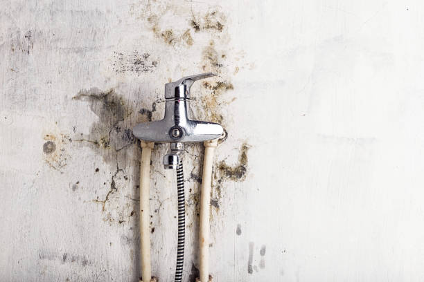 Best Office Mold Removal Services  in Duenweg, MO