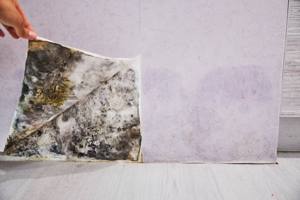 Best Mold Cleaning Services  in Duenweg, MO